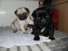 Perfekte Reinrassige Mops Welpen 10 Wochen Alt :-)