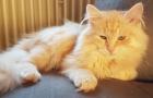 Sibirische Katzenkinder 