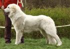 Pyrenean berghund – welpen