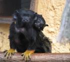 2 junge Rothandtamarine (Saguinus midas) zu verkaufen