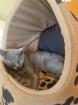 Russisch Blau Deckkater 