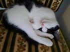 EKH-RAGDOLL Mix Katerchen  13 Wochen alt