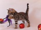 Bengal Kitten mit traumhaften Rosetten