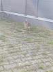 Kaninchen Dame