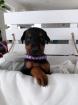 Dobermann Welpen suchen ab Ende März ein neues zu Hause