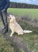 Golden Retriever Rüde sucht Hündin Deckrüde