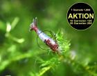 Red Rili Garnele, Zwerggarnele, AKTION (Versand/ Abholung)