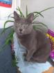 Reinrassiger Russisch Blau Deckkater, ausgezeichneten Stammbaum.