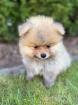 Pomeranian Zwergspitz Welpen