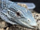 Varanus macraei 1.0 nz18
