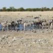 Namibia-Botswana-Rundreise und Victoria Fälle, 15 Tage