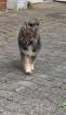 Pomsky welpen abzugeben