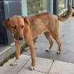 Cookie - sucht schweren Herzens wieder ein Zuhause