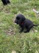 Labrador Welpen 2024