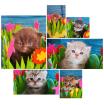 Norwegische Waldkatze/ Britisch Kurzhaar Mix Kitten