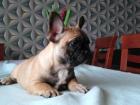 Französische Bulldoggen Welpen