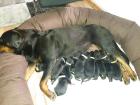 Erfahrener Rottweiler Deckrüde mit ZTP