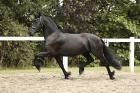 Starkes Friesenpferd