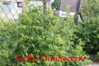 Biete: Gelbe Himbeeren Getopft.