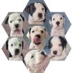5 süße American Bulldog Mix Welpen 