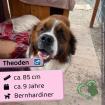 Theoden (m), 9 Jahre, 85 cm, Slowakei