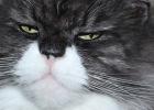 Softskills: Auch das noch - Weltrekord: Kater Merlin schnurrt am lautesten!! 
