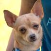 MADITA - Chihuahua - 10 Monate - Tierhilfe-Franken e.V.