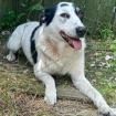 Tabby - muss noch viel lernen von hundeerfahrenen Menschen