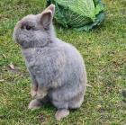 LEA - Zwergkaninchen sucht Anschluss - 5 Jahre - Tierhilfe-Franken e.V.