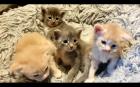 Maine Coon Baby´s  - 2 Kater (creamy) - 2 Kätzchen (silver tabby)