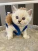 BKH (Britisch Kurz Haar) Kitten