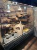 Leopardengecko Terrarium