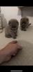 2 Scottish Fold BKH mix Kitten zu verkaufen
