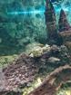 Wasserschildkröte inkl. Aquarium & Zubehör