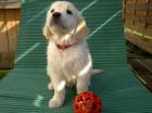 Wunderschöne Golden Retriever Welpen suchen noch ihre Familien