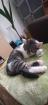 Katzen Kitten 17 Wochen