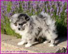 Pomeranianwelpe bluemerle