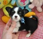 Wunderschöne Reinrassige Mini Chihuahua Babys (Langhaar und. Kurzhaar)