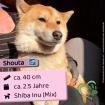Shouta (m), 2,5 Jahre, 40cm, Slowakei (NB)