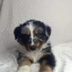 Australian Shepherd Welpen