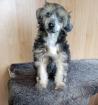 Chinese Crested dog Welpen