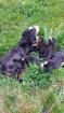 Berner Sennenhund Welpen