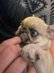 Mops Welpe, Retromops nach altdeutschem Vorbild