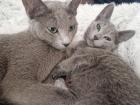 Russisch Blau Kitten mit Stammbaum 