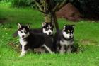Siberian Husky Welpen mit blauen augen