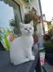Bildhübscher junger reinrassiger BKH Kater 5 Monate alt