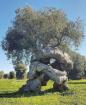 Die Wolfsfrau:2021 Jahren macht das dieser Baum uns vor ...