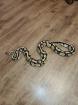 Python Regius Firefly
