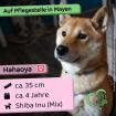Hahaoya (w), ca. 4 Jahre, 40cm, auf Pflegestelle in Mayen