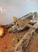 Bartagame mit Terrarium 